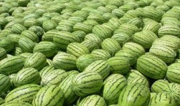 吃瓜 热门大瓜每日大赛,热门大瓜大赛精彩纷呈